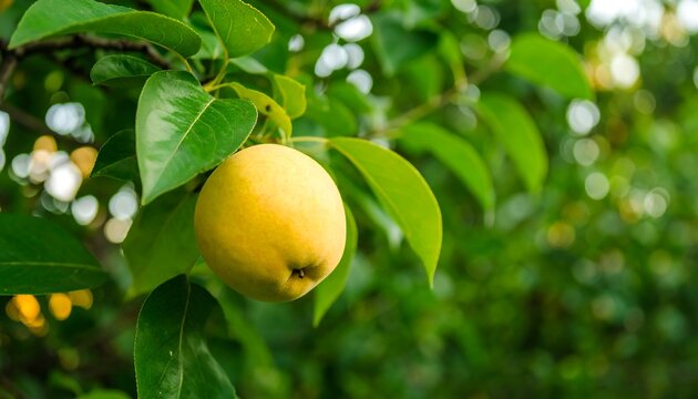 Close-up view of a single ripe, yellow fruit hanging from a tree branch surrounded by green leaves, soft background