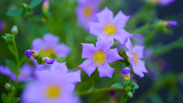 Krokot Mawar or Purslane is a succulent flowering plant native to Argentina, Brazil, Uruguay and often cultivated in garden. It has many common names like Moss rose, ten o'clock and wingpod purslane.