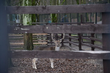 jeleń zwierzak  © Marek