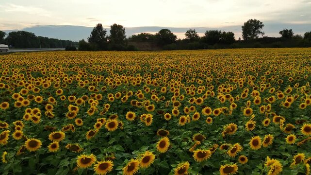 Golden fields under evening sky. Serene farmland scene with vast sunflower hills and twilight ambiance