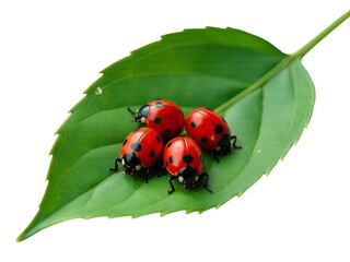 Fototapeta premium A group of ladybugs sit on the surface of a green leaf, enjoying the warm sunlight