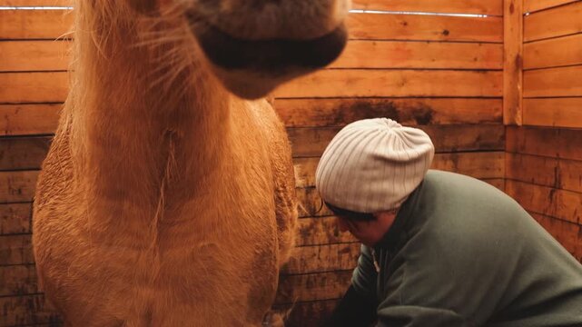 A person is gently petting a horse in its stall, providing affection and comfort