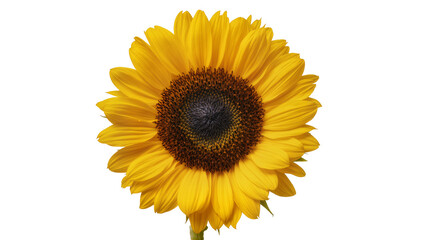 Fototapeta premium Vibrant yellow sunflower with detailed dark brown central disc, isolated on transparent background for floral design elements and summer themes