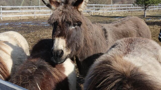 A group of donkeys posing side by side, friendly and united