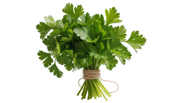 Fresh vibrant bunch of curly parsley tightly bound with rustic twine, isolated on transparent background for culinary designs and recipes