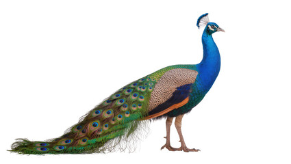 Fototapeta premium Vibrant male peacock displaying iridescent blue neck and chest feathers showcasing long, ornate tail isolated on transparent background for design elements