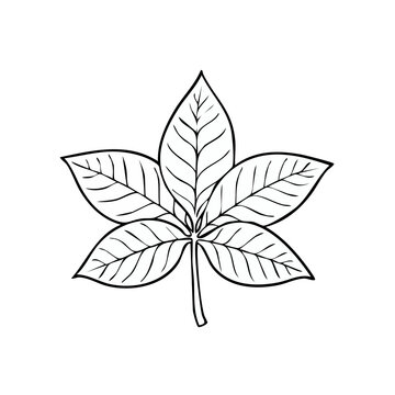 Detailed outline drawing of a five lobed hand shaped leaf with prominent veins