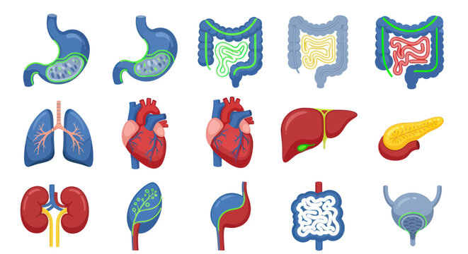 Human Organ Illustrations Medical Anatomy.