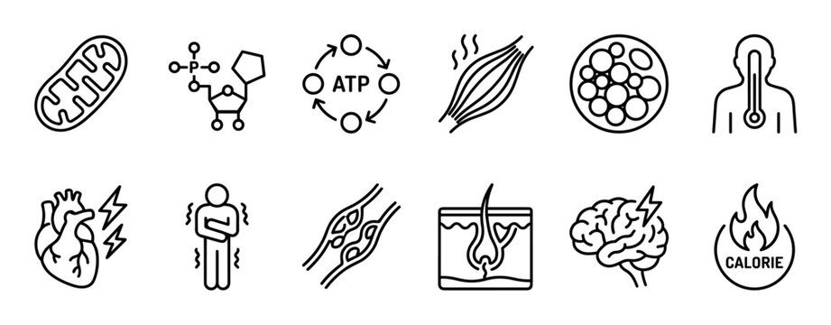 Set of black line art icons representing human biology, metabolism, and energy processes, including symbols for mitochondria, ATP, muscle, fat cells, heart, brain, and calories