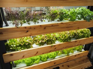 Vegetable Plant row Grow with Led Light Indoor Salad Farm Agriculture Technology 