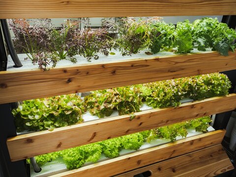 Vegetable Plant row Grow with Led Light Indoor Salad Farm Agriculture Technology 
