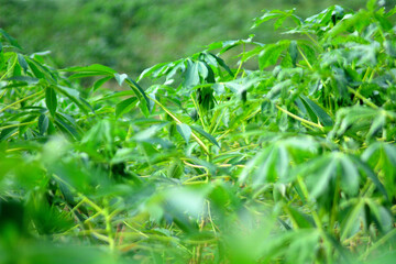 Obraz premium nature and agriculture