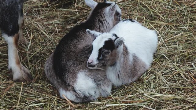 Two goats resting on a stack of hay, a peaceful scene