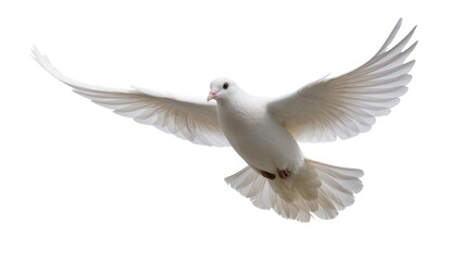 Obraz premium Elegant pure white dove in mid-flight with fully extended wings, gracefully soaring upwards isolated on transparent background for spiritual concepts