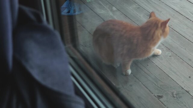 A curious cat peers through a glass door, reflecting its orange and white fur
