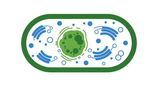 Cell Structure with Organelles Inside. Vector Icon. EPS Editable