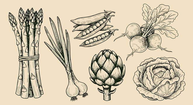 An outline sketch vector illustration of various vegetables on a plate