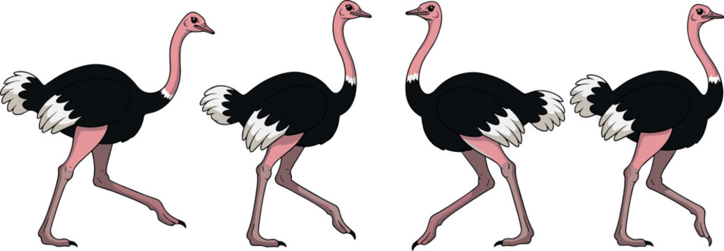 Ostrich walking cycle set with different poses and leg movements African bird wildlife animation vector illustration collection