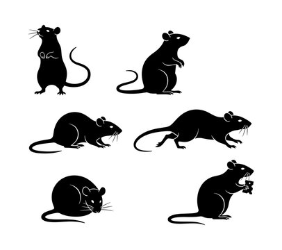 Assortment of familiar rodent creature outlines. Depicting various poses of rats and mice against a simple white backdrop