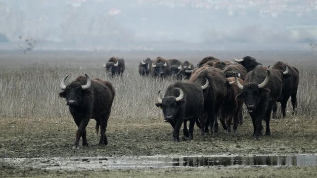 A group of water buffaloes moves steadily across the muddy landscape of Kerkini wetlands. Ideal for nature documentaries or environmental studies.