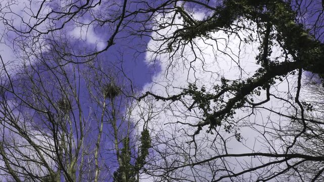 Rooks nesting at a rookery in tree tops in spring with tree silhouettes and blue sky