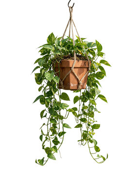 Hanging pothos plant in a terracotta pot with rope detail on transparent background