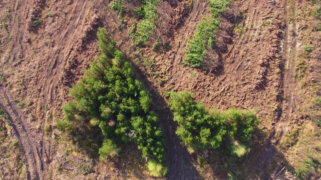 Aerial Top Down View of Small Patch of Trees After Deforestation showing the raw impact of logging and environmental desctruction. Climate change, industrial impact, environmental conservation.