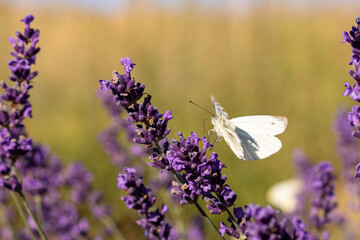 White butterfly with open wings on lavender in soft summer background © Lilli Bähr