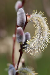 Pussy willows along the stream © Mt. Cape