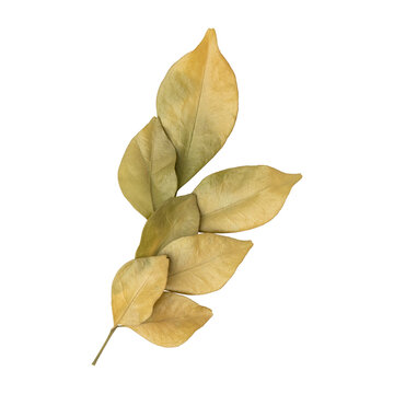 Beautiful dry murraya leaves branch isolated on transparent background