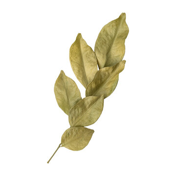 Beautiful dry murraya leaves branch isolated on transparent background