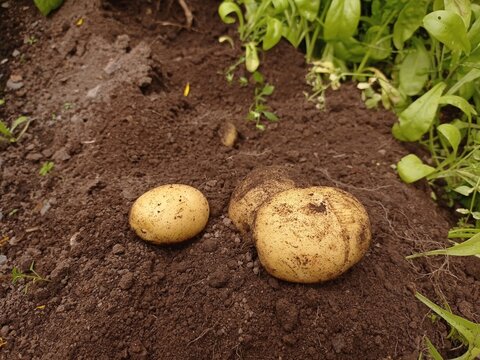 A few freshly harvested new potatoes (Solanum tuberosum) in the ground.