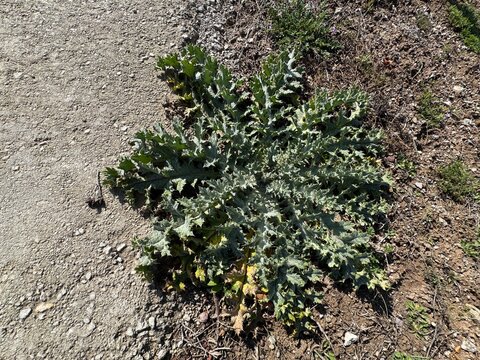Onopordum acanthium, cotton thistle or Scottish thistle, a spiny biennial plant with silvery lobed leaves forming a basal rosette, adapted to dry soils and often found in disturbed habitats.