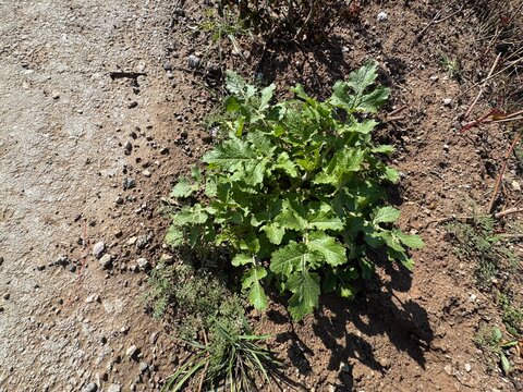 Raphanus raphanistrum, wild radish or charlock, a fast-growing herbaceous weed with lobed green leaves, thriving in disturbed soils and fields, often seen in spring as part of natural vegetation.