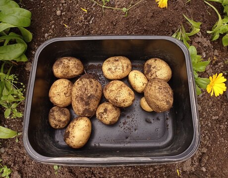 Top view of some freshly picked potatoes in a black plastic container. 