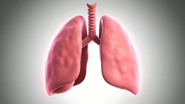 Human lungs anatomy medical illustration.