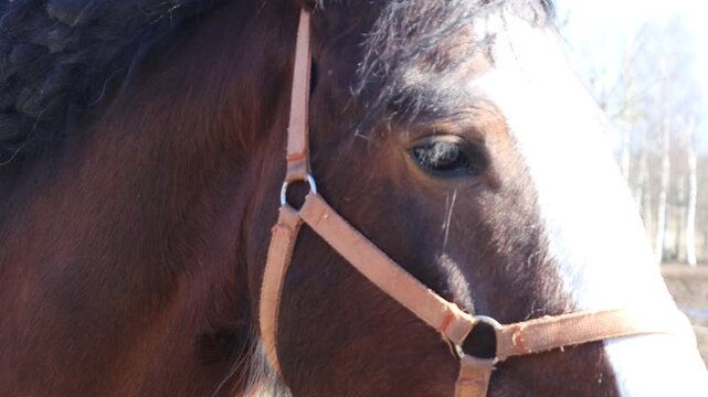 Close up of a horse's head with a long braided mane