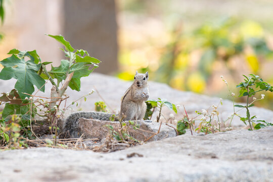 Indian three striped palm squirrel, Funambulus palmarum, chipmunk sitting on a rock, wildlife of India