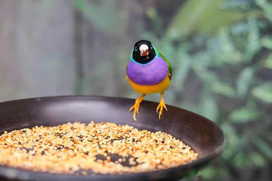 Gouldian Finch Erythrura gouldiae at a bird feeder with seeds