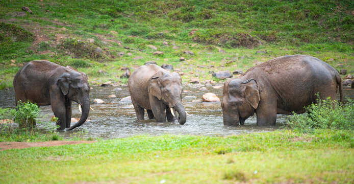 Indian elephants, wild herd taking a bath at waterhole, Anakulam near Munnar, wildlife of India, elephant family at a rainy day
