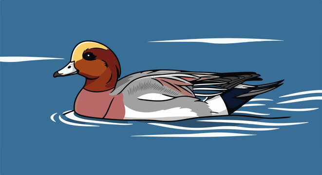 A detailed cartoon illustration of a Eurasian Wigeon duck swimming on blue water