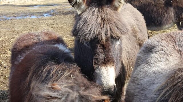 Two donkeys grazing in a green field