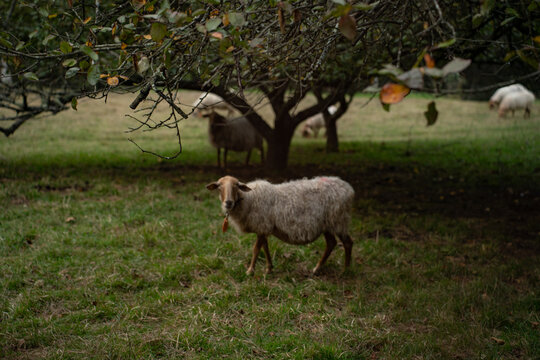 Flock of sheep grazing in a green mountain meadow in Asturias, Spain
