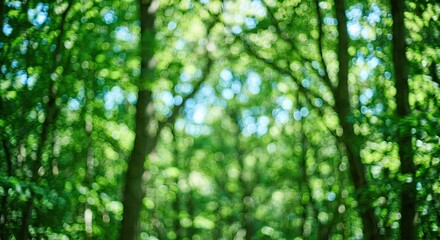 Obraz premium Blurred Green Forest Trees with Sunlight Background.