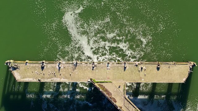 Top down aerial view of a jetty pontoon with seabirds and a wastewater discharge plume into the River Orwell, Ipswich, Suffolk, UK.