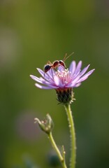 Fototapeta premium Ant insect rests on a delicate purple everlasting flower with soft green bokeh. Tiny creature on petal, macro detail in summer meadow. Nature background, insect life.