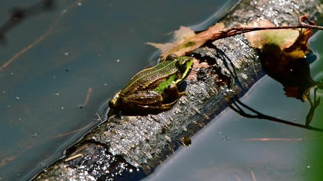 Edible frog (Pelophylax esculentus) standing in a fallen tree stock water in a pond