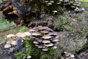 Fototapeta premium Wild mushrooms in autumn in a German forest