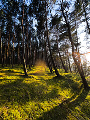 Las sosnowy na wydmie, z epickim światłem i mchem, w Kątach Rybackich, Polska © Radek