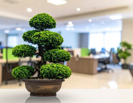 Decorative bonsai tree in modern office interior.